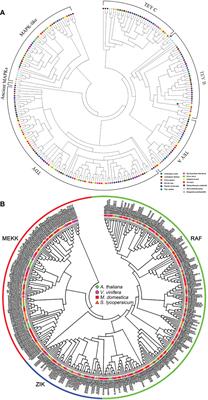 Harnessing the role of mitogen-activated protein kinases against abiotic stresses in plants
